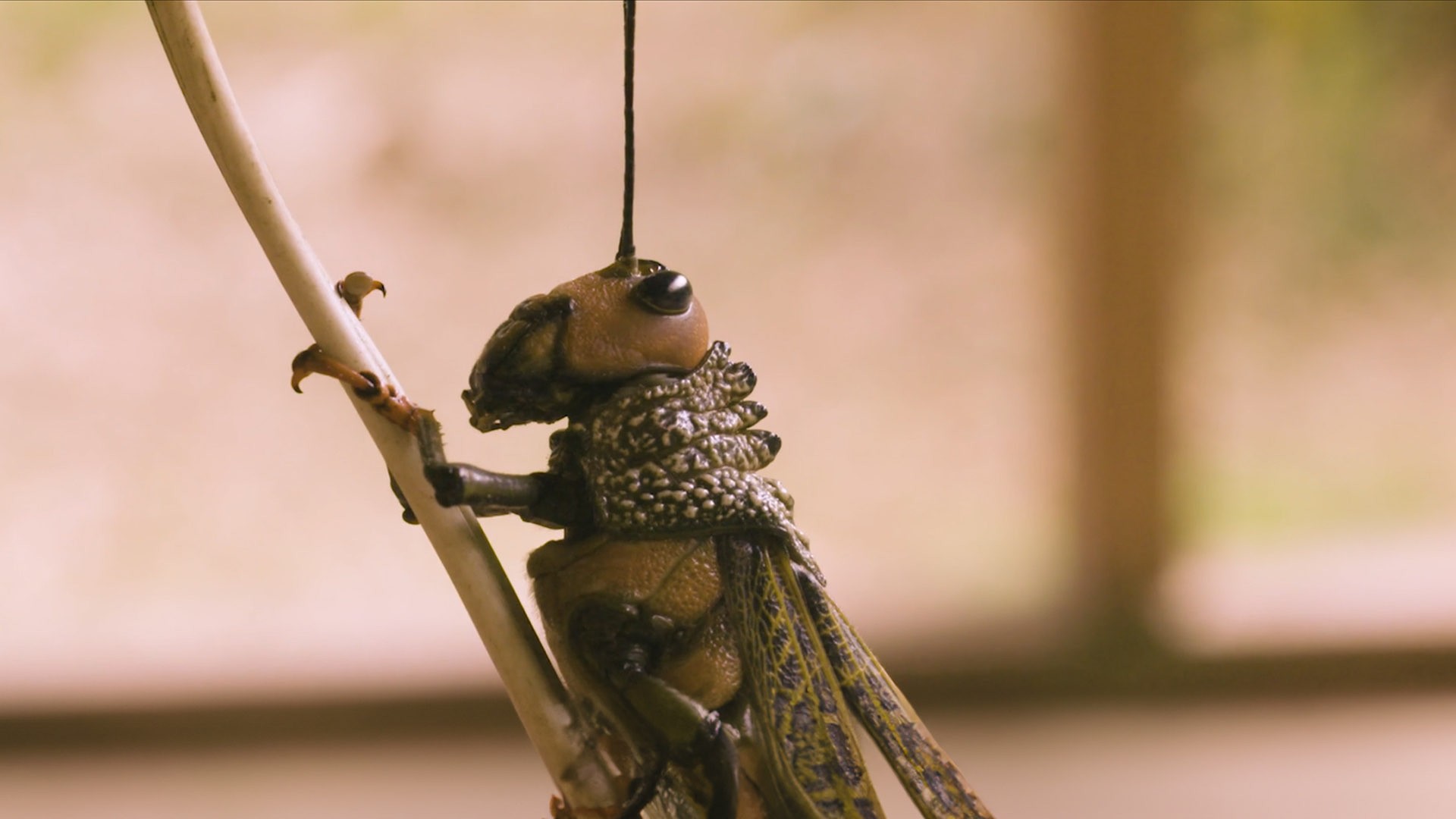 This image shows a grasshopper with light pink background.jpg